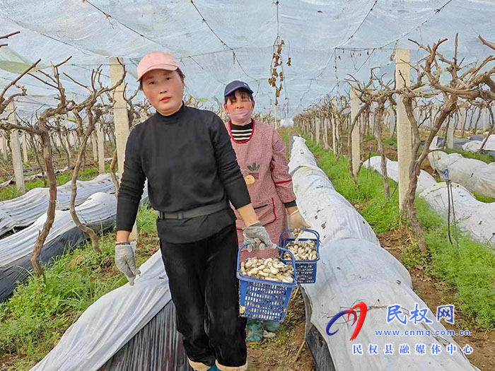 小菌菇 大能量——林下种植菌菇，助推乡村振兴