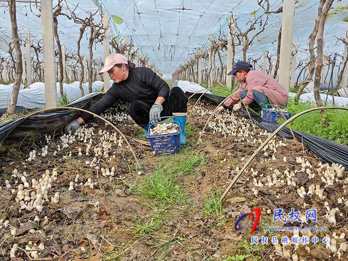 小菌菇 大能量——林下种植菌菇，助推乡村振兴